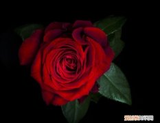 十五朵玫瑰花的含义，58朵玫瑰花花语是什么