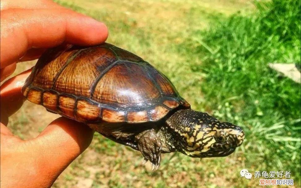 乌龟不吃东西是什么原因