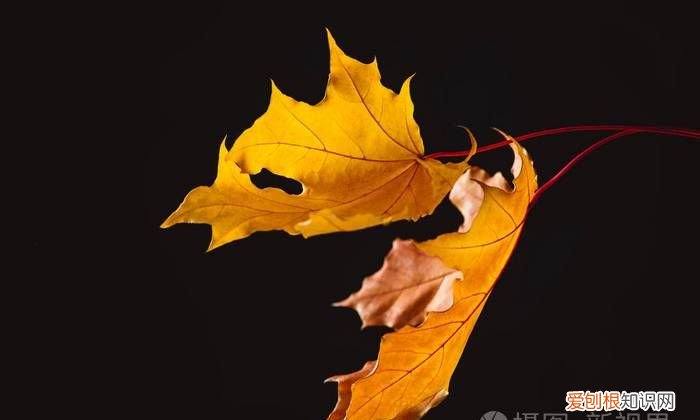 枫叶要泡多久才变黑色,枫叶要泡几天才可以煮板栗饭
