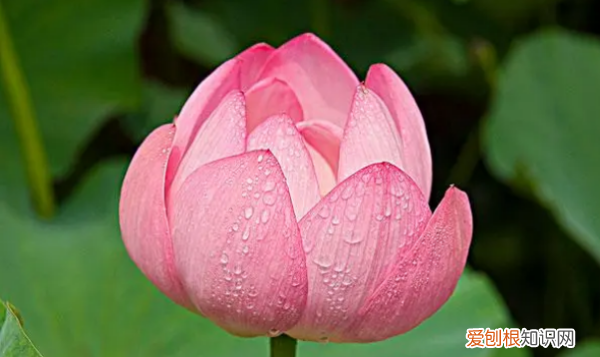 在家怎么种植荷花，荷花怎么种植方法 家养
