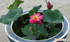 在家怎么种植荷花，荷花怎么种植方法 家养