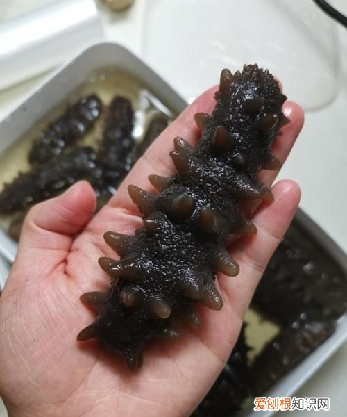 干海参是怎么泡发的，干海参怎么泡发需要开水煮