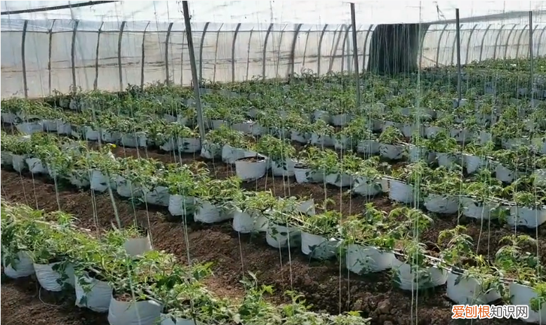 种植袋多少钱一个