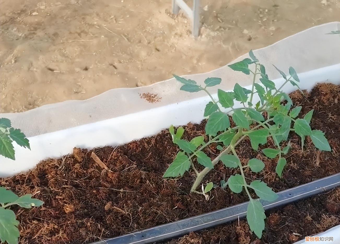 种植袋多少钱一个