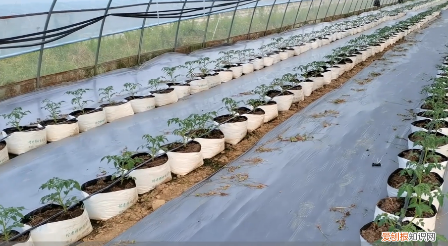种植袋多少钱一个