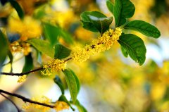 桂林桂花公社景区介绍