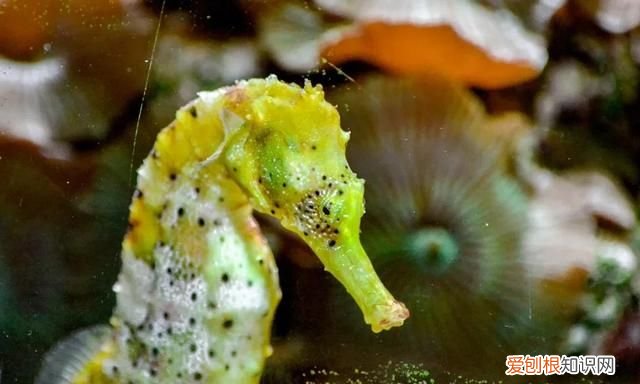 大部分人都见过海马,那海马到底是马还是鱼呢