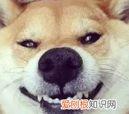 迷之微笑的意思,迷是什么意思觉是什么意思