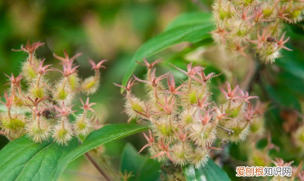 金银花耐热,金银花的生态特性是怎样的图片