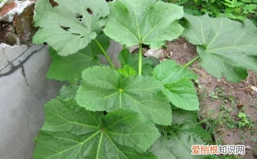 冬葵菜的做法，炒葵菜的做法