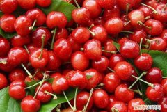 跟樱桃相似的水果有哪些，跟樱桃有点像但是皮是黄色