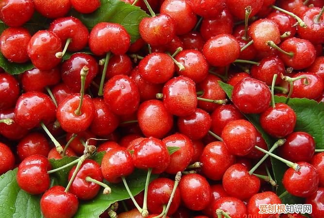 跟樱桃相似的水果有哪些，跟樱桃有点像但是皮是黄色