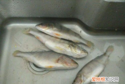 如何快速将冻鱼解冻，冻鱼怎么解冻快还新鲜