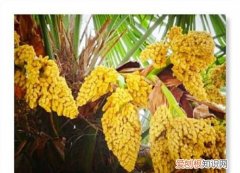 棕榈花可以吃吗