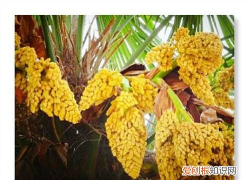 棕榈花可以吃吗