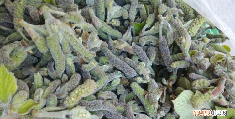 构树穗蒸不完怎么储存,构树穗怎么保存时间长