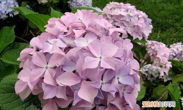 绣球花种子催芽方法，绣球花种子发芽过程图