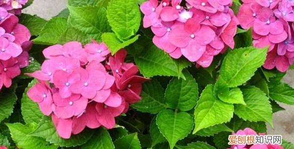 绣球花种子催芽方法,绣球花种子发芽过程图