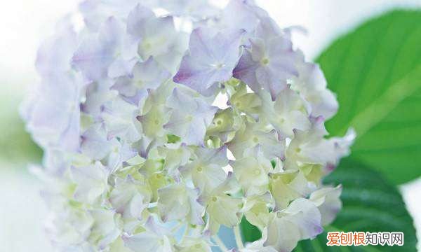 绣球花种子催芽方法,绣球花种子发芽过程图