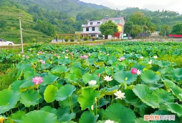 氓产生的地域是哪里