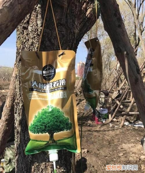 给树输的营养液一般是什么,树上的营养液对人有什么伤害