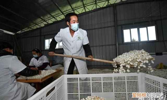 蚕丝怎么抽丝剥茧