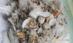 清洗衣服上鸟屎的妙招