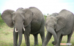 非洲象母象有牙齿，公象母象都有象牙吗