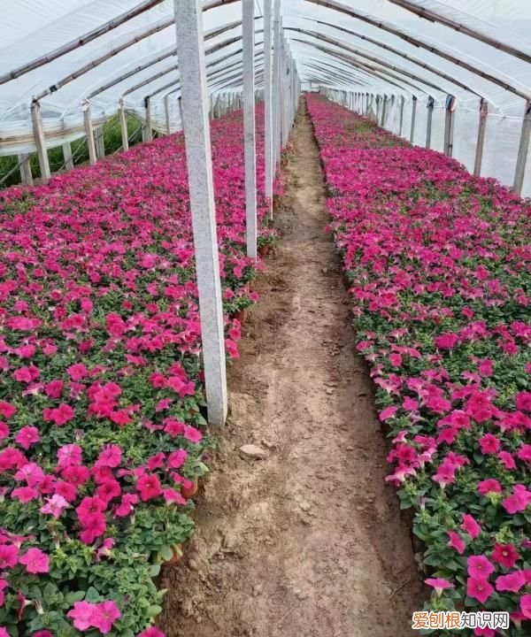 牵牛花耐寒,重瓣矮牵牛耐寒多少度