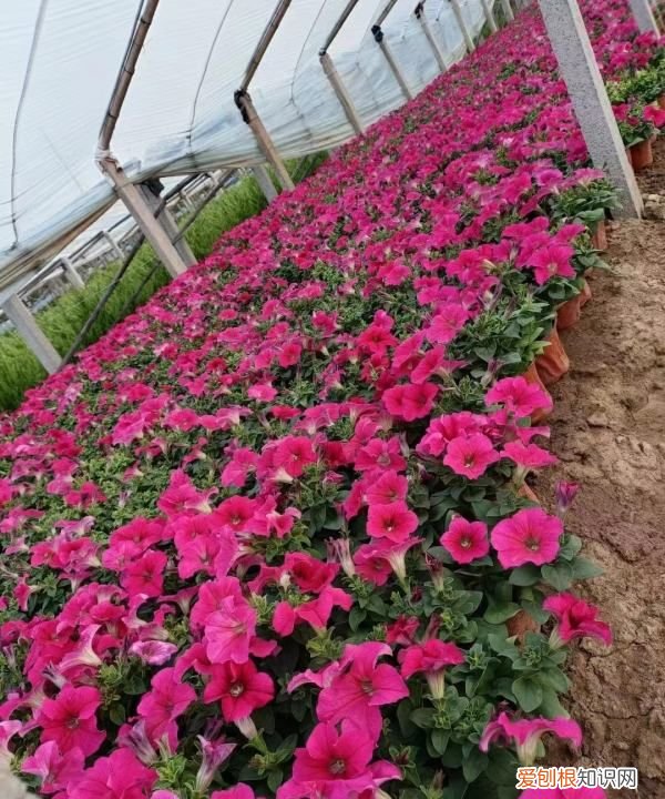 牵牛花耐寒,重瓣矮牵牛耐寒多少度