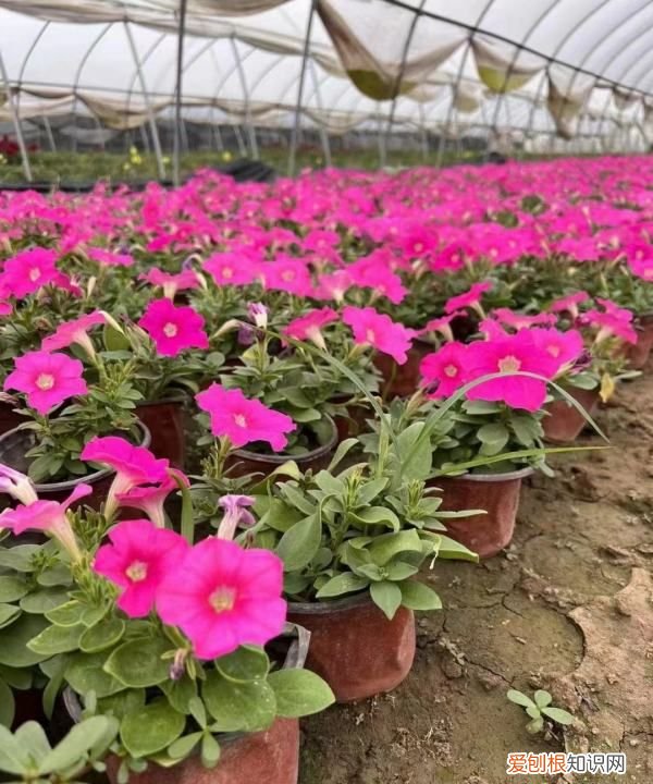 牵牛花耐寒,重瓣矮牵牛耐寒多少度