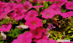 牵牛花耐寒，重瓣矮牵牛耐寒多少度