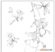 石榴花简笔画怎么画