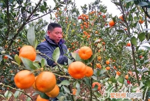 江华有多少亩柑桔