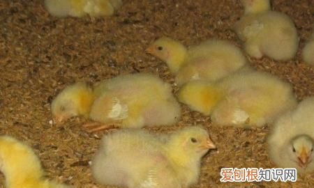 冬季鸡舍几分钟开一次风机,如何控制好养鸡场的鸡舍内通风量