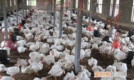 冬季鸡舍几分钟开一次风机,如何控制好养鸡场的鸡舍内通风量