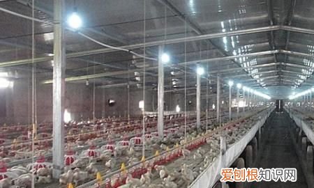 冬季鸡舍几分钟开一次风机,如何控制好养鸡场的鸡舍内通风量