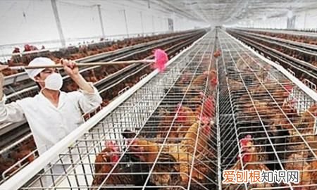 冬季鸡舍几分钟开一次风机,如何控制好养鸡场的鸡舍内通风量