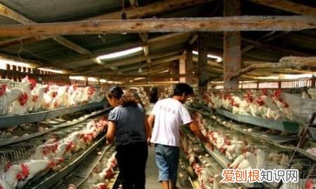 冬季鸡舍几分钟开一次风机,如何控制好养鸡场的鸡舍内通风量