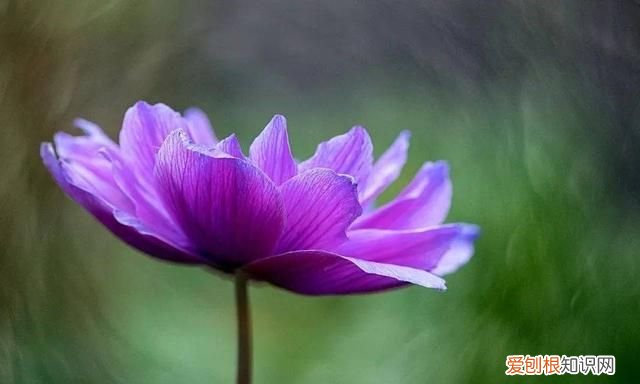 请问一下奥马的冰箱质量怎么样,奥马电器能否成为国内冰箱大王