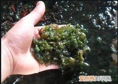 地皮菜怎么洗干净，地皮菜怎么清洗才能干净