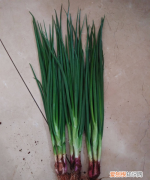 红葱头储存方法，红葱头怎么保存不会干瘪