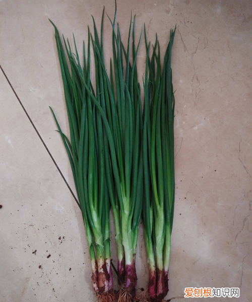 红葱头储存方法,红葱头怎么保存不会干瘪