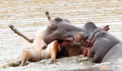 河马吃什么?，河马喜欢吃什么食物