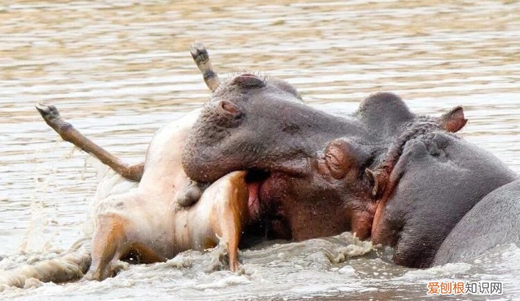 河马吃什么?，河马喜欢吃什么食物