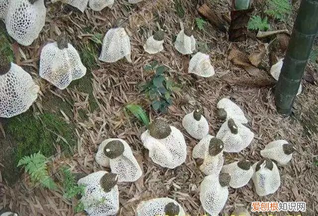 竹荪菌作用与功功效