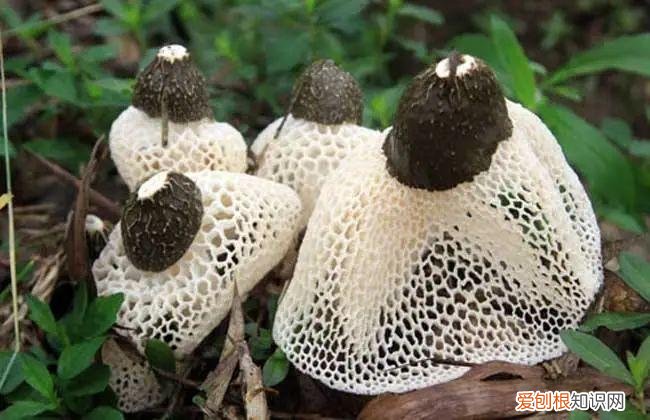 竹荪菌作用与功功效