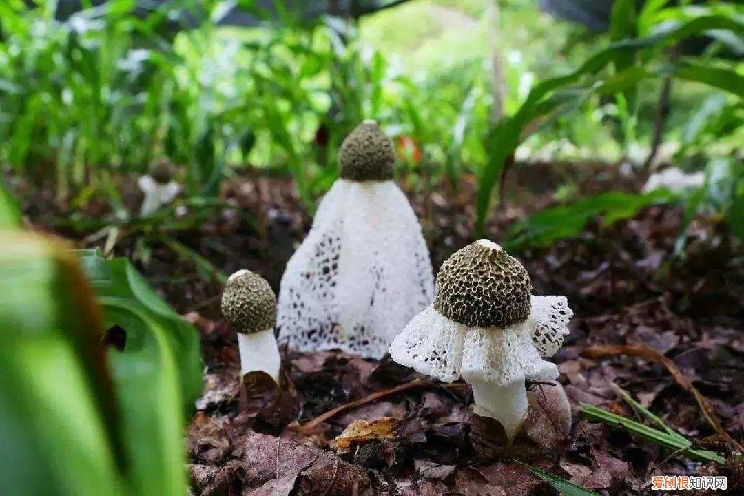 竹荪菌作用与功功效