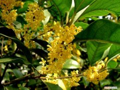 桂花酱的制作方法