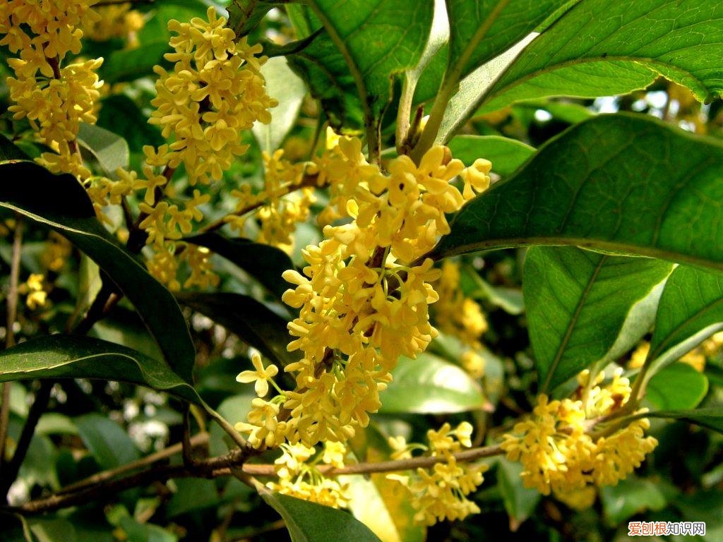 桂花酱的制作方法